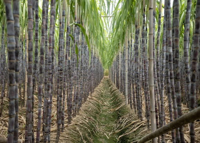 sugarcane-field-with-plants-growing-2024-12-06-21-55-55-utc